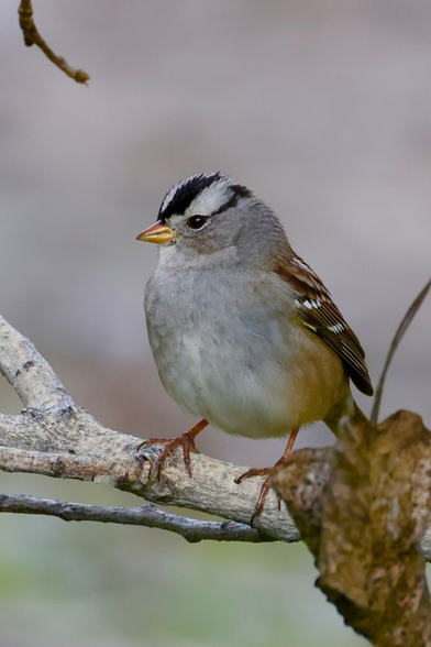 small gray bird with black and white stripes on its crown.