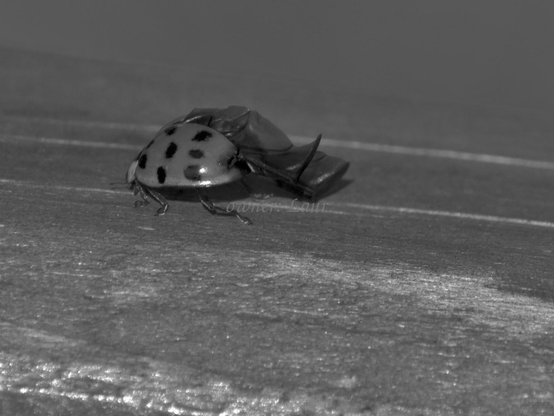 Ladybug, closeup, black and white, photo