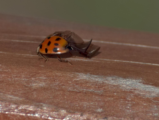 Ladybug, closeup, color, photo