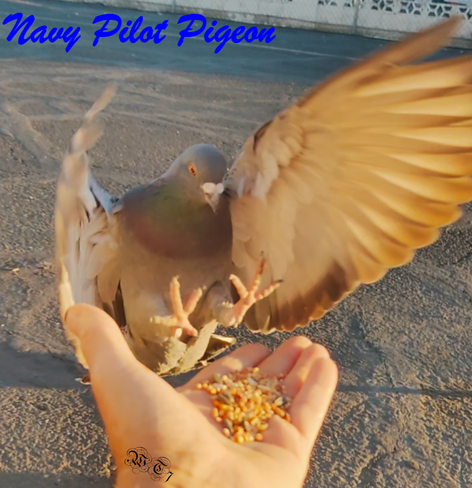 pigeon landing in my hand. its outstretched wings appear golden as they reflect the setting sun. ~WT7

along the top reads "Navy Pilot Pigeon". this is in reference to a marching chant from the academy which went, 

"I don't know, but I've been told
Navy wings are made of gold.
I don't know, but it's been said
Air Force wings are made of lead"

(navy pilots where gold wings on their uniforms, air force's are silver)
