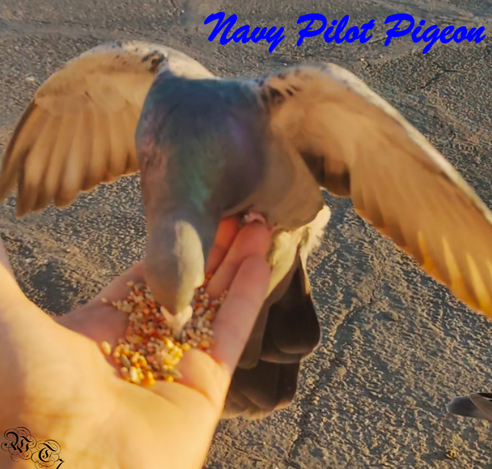 pigeon standing in my hand eating. its outstretched wings appear golden as they reflect the setting sun. ~WT7

along the top reads "Navy Pilot Pigeon". this is in reference to a marching chant from the academy which went, 

"I don't know, but I've been told
Navy wings are made of gold.
I don't know, but it's been said
Air Force wings are made of lead"

(navy pilots where gold wings on their uniforms, air force's are silver)
