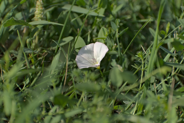 Flower, color, photo