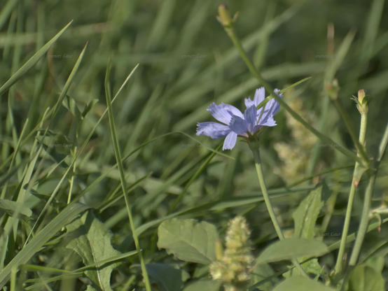 Flower, color, photo