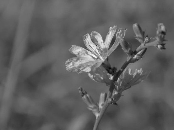 Flower, closeup, black and white, photo
