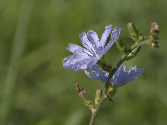 Flower, closeup, color, photo