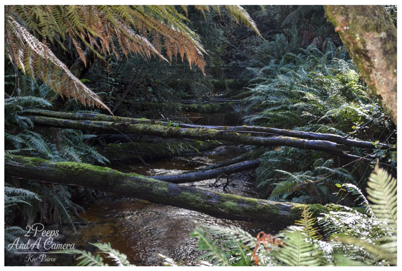 A photograph of a small, shadowed forest creek with multiple fallen logs covered in dark green moss bridging the water. 

The creek flows through a dense bed of ferns, with large, reddish brown fern fronds hanging down from the upper left. 

The light catches the water and the tips of some ferns.
