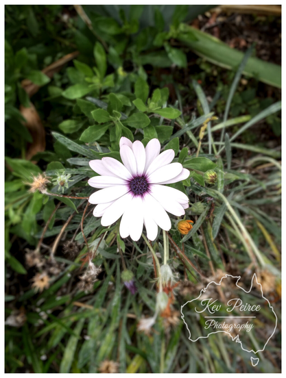 A close up, slightly blurred photograph centered on a white daisy with a deep purple center. The flower is surrounded by green foliage, dried seed heads, and blurry brown/green garden elements.
