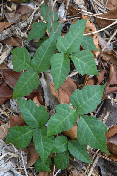 A photo of poison ivy leaves amongst leaf litter.