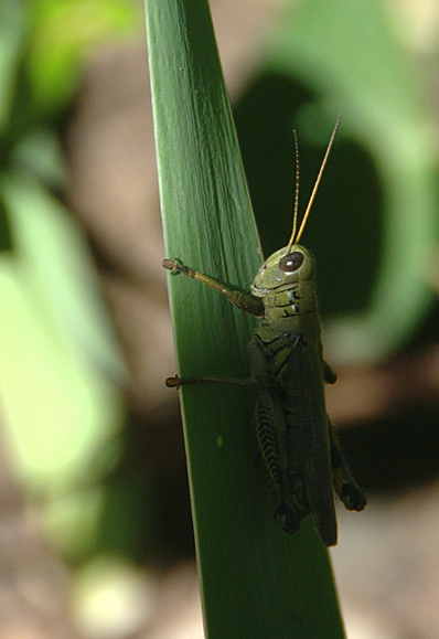 a grasshopper on a plant