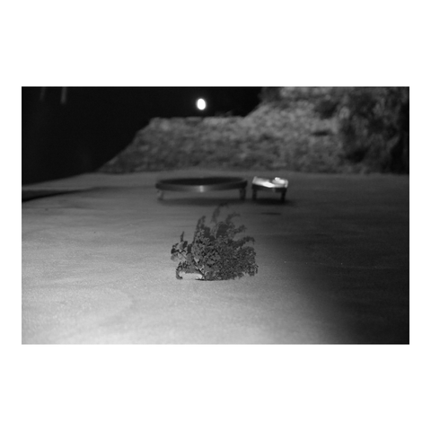 At night, illuminated by streetlights, a wall along a village street on which a plant and a ‘No Parking’ sign have grown. (Version françæ) Læ nuit, éclairæ par les réverbères, mur læ long d’æn rue de village sur læquæl ont poussæ æn plante et æn panneau 'Interdiction de stationner'.