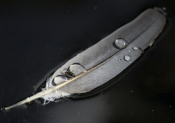 Mosca sobre una pluma flotando en un estanque