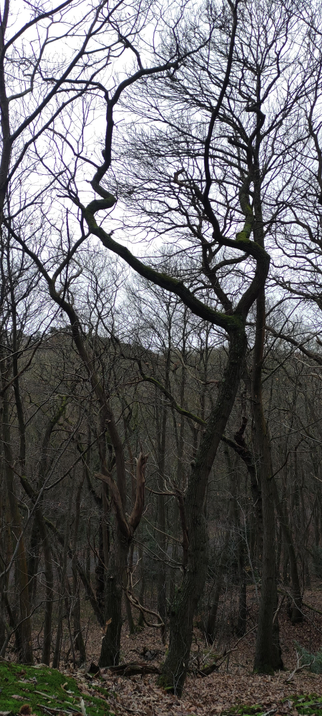 Arbres d’hiver aux branches nues et tortueuses, dressés sur un sous-bois brun. Au centre, un grand tronc sombre se divise en deux courbes sinueuses couvertes de mousse, comme deux bras levés. Les silhouettes des branches s’entremêlent et se découpent sur un ciel gris pâle. Atmosphère calme et légèrement mystérieuse de forêt en décembre
