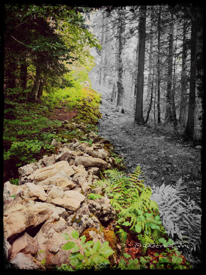 Muret de pierre délimitant la frontière franco-suisse, Chapelle-des-Bois (Doubs)