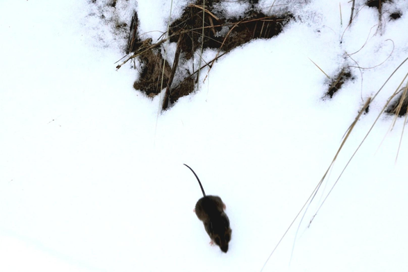 A mouse scurries in the snow.