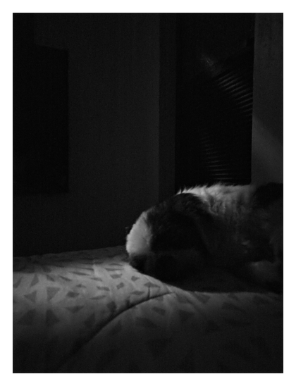 A dog resting on a light-colored, patterned blanket.