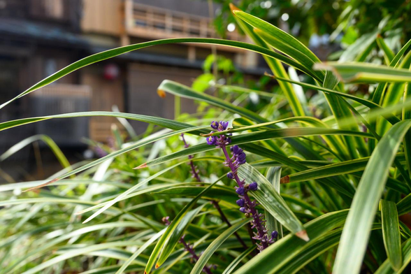 画面手前には、黄色い縞模様が入ったシュッとしたヤブランの葉が茂り、中心から紫色の小花が立ち上がっている。背景はボケているが、茶色い木造の京町家の格子戸や二階の手すりが見え、古都の路地の雰囲気を醸し出している。/ 2025.11.12 祇園・白川筋から