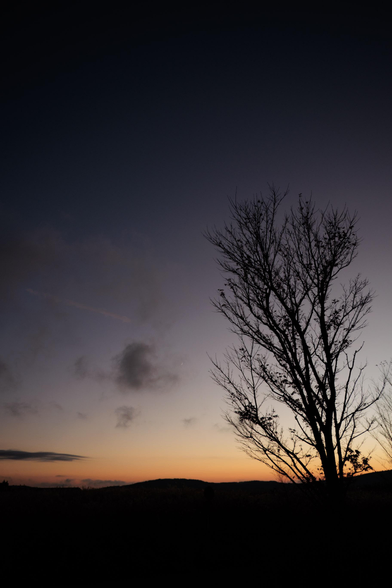 Silhouetted tree against a twilight sky, transitioning from deep blue to warm orange, with distant hills and subtle clouds.