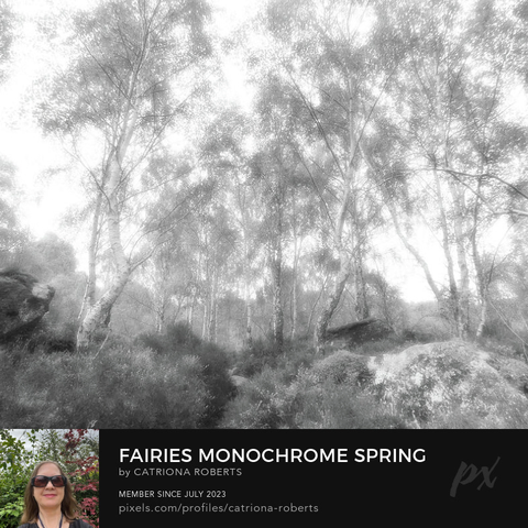 Monochrome photograph featuring the design- 

Fairies Monochrome Spring.

I took this photo (using the glossy monochrome photographic filter to give an over all softer effect) during a lovely late spring nature walk through the Scottish Highlands. 

It's so easy to imagine the Fay laughing and joking amongst the rocks and birch trees. 

The grove of slender trees stands among large rocks, creating a serene and ethereal forest scene. 

The soft, hazy lighting gives the landscape a dreamlike quality.

Click links on the main post for options.
