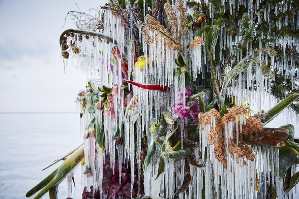 a frozen floral installation