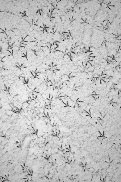 A lot of prints on the snow, creating an "abstract" picture.