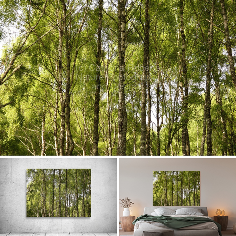 Above coloured photograph featuring the design- 

Scottish Highlands Green Birch Sunlight. 

Lower left design on a Canvas Print on a wall above a bed. 

Lower right design on a Canvas Print on an exhibition wall.

I took this photo during a lovely summer nature walk through the Scottish Highlands. 

Features tall Birch trees with slender trunks and lush green foliage creating a serene forest scene. 

Sunlight filters through the leaves, casting dappled patterns on the forest floor. 

Mockups combined in a grid format in canva.com 

Click links on the main post for more options.
