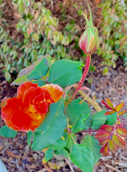 Red rose peeking from behind a green leaf and a rose-bud waiting to bloom