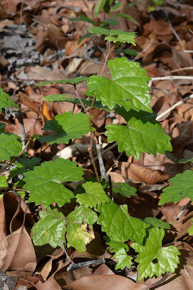 A photo of a small muscadine plant amongst leaf litter.