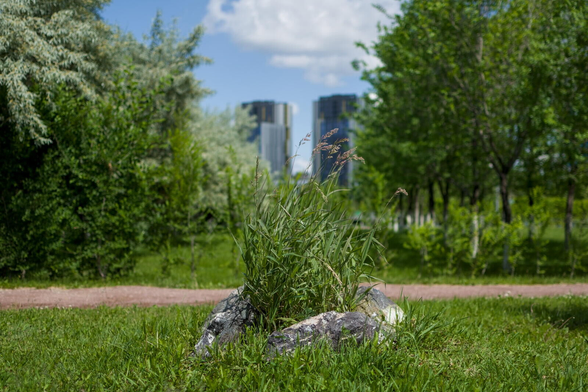 The image captures a vibrant urban park scene. In the foreground, there's a carefully grown in artificial circle of stones patch of grass with tall wildflowers swaying gently in what appears to be a gentle breeze. The field extends into the distance where blurred rows of trees are visible, adding natural elements to the landscape.

Beyond this tranquil park setting, modern skyscrapers rise against a clear sky. They stand as stark silhouettes amidst the greenery, reflecting sunlight off their glass facades which shimmer under the bright blue of the day. Their towering presence is both imposing and harmonious within the urban panorama. The juxtaposition of nature's wild beauty in the foreground with man-made structures suggests an environment where natural landscapes coexist alongside modern architecture.