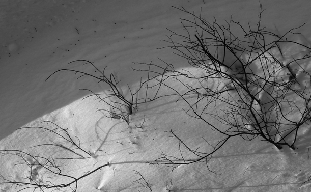 A close-up, black and white photograph of small, bare shrubs half-buried on a snowy slope, partially in the sun. The sun creates a contrast between the white snow and the dark branches. The shadows of the shrubs are cast on the snow, which glistens in the sunlight.

Photographie noir et blanc et en gros plan de petits arbustes dénudés à moitiés enfouis sur une pente enneigée, en partie au soleil. Le soleil crée un contraste entre la neige blanche et les branches foncées. L'ombre des arbustes est projetée sur la neige, qui brille au soleil.