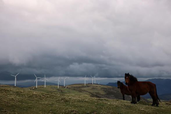Galician wild horses are seen on blanket bogs surrounded by wind turbines.