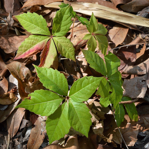 A photo of a small Virginia creeper amongst leaf litter.