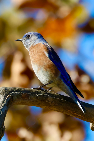 a pretty blue bird with orange tummy perches in front of leaves turning color for fall.