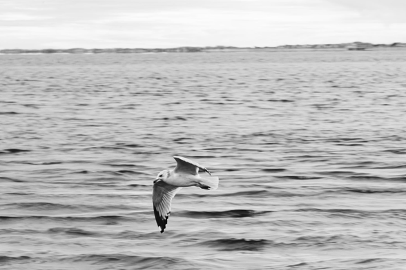 A seagull is close to gentle  waves over the ocean with a coast visible over the horizon in the distance.