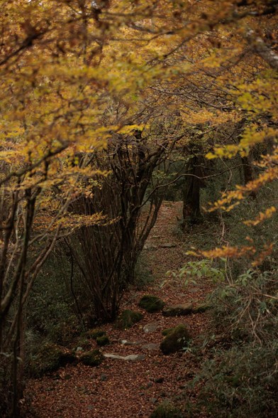A winding path through a serene autumn forest, lined with golden leaves and moss-covered stones.