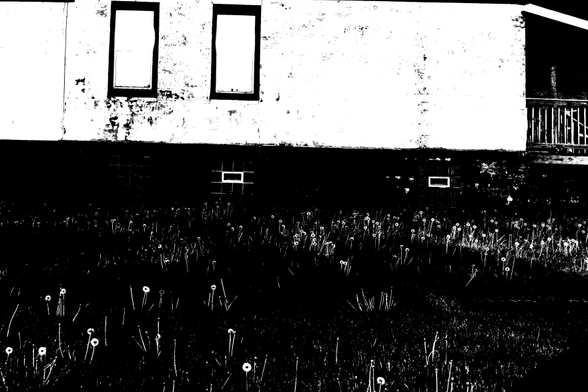 Heavily processed photo of the front yard of a home. All pixels have been stretched to either black or white. In the bottom two thirds of the image, we see the yard. The yard is almost entirely black except for the skinny stems of dandelions and their bright round donut-shaped heads. Above the yard, the side of the house is nearly entirely white, except for some weathered spots in the paint, and the rectangles of two windows.