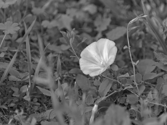 Flower, black and white, photo