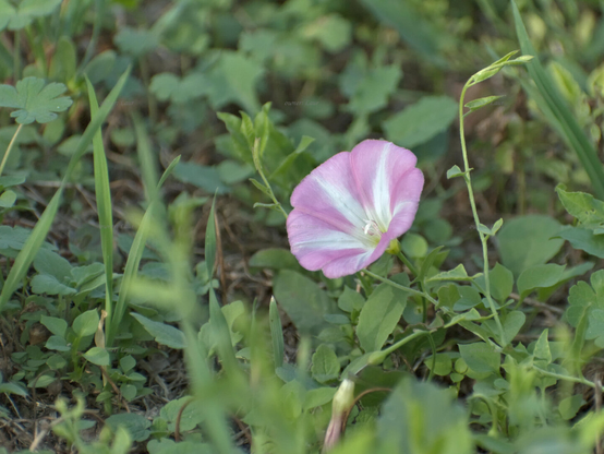 Flower, color, photo