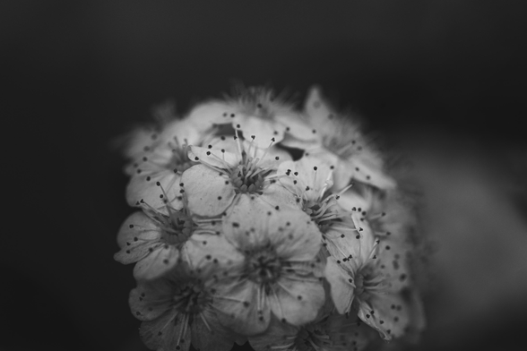 A black and white macro photograph of a germander meadowsweet blossom. It looks like a bundle of 10 or so white little flowers