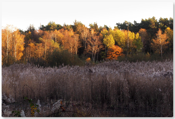 Raakmoor, November 2024: Abendsonne fällt auf eine Gruppe von Bäumen am Rand eines - wiedervernässten - Moores. Im Vordergrund Gräser, die blassrosa-grau wirken, die Textur der Gräser bildet einen schönen Kontrast zun den noch belaubten Bäumen im Hintergrund, die in schönen rot-gelb-braunen Herbsttönen leuchten. Der Himmel ist wolkenlos grau. 

Raakmoor, November 2024: The evening sun shines on a group of trees at the edge of a rewetted bog. In the foreground, grasses appear pale pink-grey, their texture forming a beautiful contrast to the still leafy trees in the background, which glow in beautiful red, yellow and brown autumn tones. The sky is cloudless grey. 