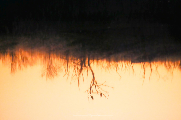 Photo d'un reflet sur une eau très calme après le coucher du soleil. En haut de la photo, on voit une forme très sombre en forme de colline inversée, sur laquelle se détachent des formes d'arbres dépourvus de feuilles, aux coloris roux. Au centre, on voit la silhouette inversée d'un arbre sans feuille sur lequel sont posées deux corneilles. L'eau reflète également le ciel orangé, donnant à l'ensemble de la photo des tons sépias. 