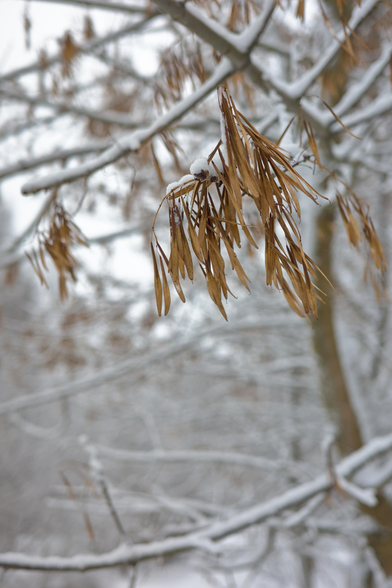 The photo shows willow branches covered with frost. The thin curved branches are decorated with long narrow leaves that have acquired a golden brown hue. Frost, like a delicate white blanket, envelops every twig, creating a magical winter atmosphere. The background is blurry, but you can see that a snow-covered landscape stretches beyond the trees, enhancing the feeling of a winter fairy tale. The light penetrating through the branches gives the scene a softness and mystery.