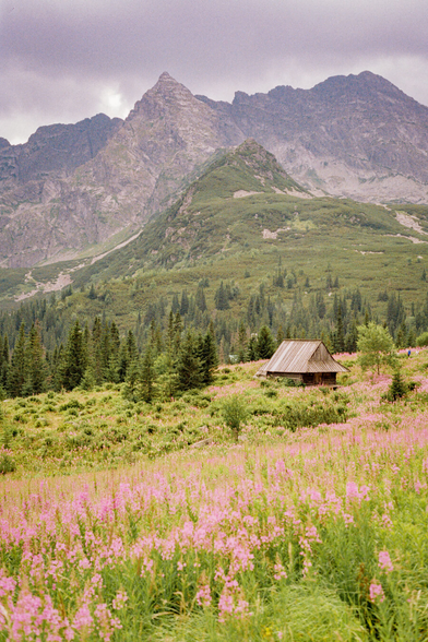 A picturesque view of mountains, coniferous forest, and pink willowherb flowers filling the frame. The sky is cloudy. Wooden houses stand along the path.