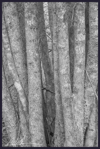 Black and white shot of a tight cluster of vertical tree trunks
