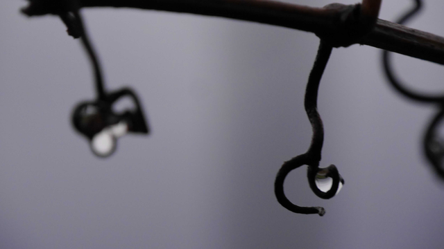 Das Bild zeigt Nahaufnahmen von Ranken. Eine Ranke hängt von einem dünnen Zweig herab. An den Enden der Ranken befinden sich kleine Wassertropfen. Im Hintergrund ist eine unscharfe, gräulich-grüne Fläche zu sehen.