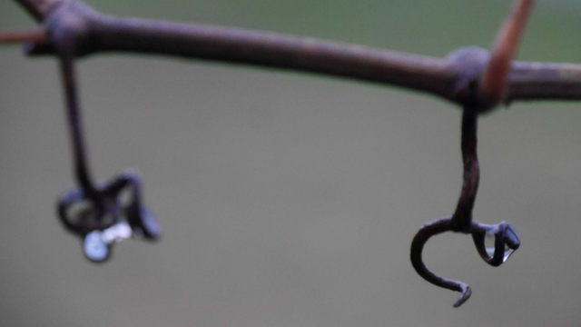 Das Bild zeigt Nahaufnahmen von Ranken. Eine Ranke hängt von einem dünnen Zweig herab. An den Enden der Ranken befinden sich kleine Wassertropfen. Im Hintergrund ist eine unscharfe, gräulich-grüne Fläche zu sehen.