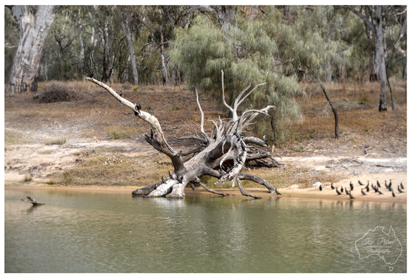 Landscape photograph of a massive, light coloured snag (driftwood) partially submerged in the foreground of the Mildura River.

The snag's roots and branches reach upward, contrasting sharply with the uniform texture of tall, dried reeds immediately behind it. Darker trees form the background above the reeds.