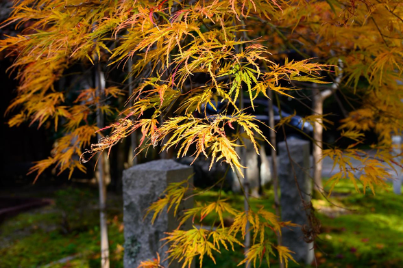 細い葉が特徴的なシダレモミジが黄色く色づいている。/ 2025.11.24 東福寺・大慧殿前から