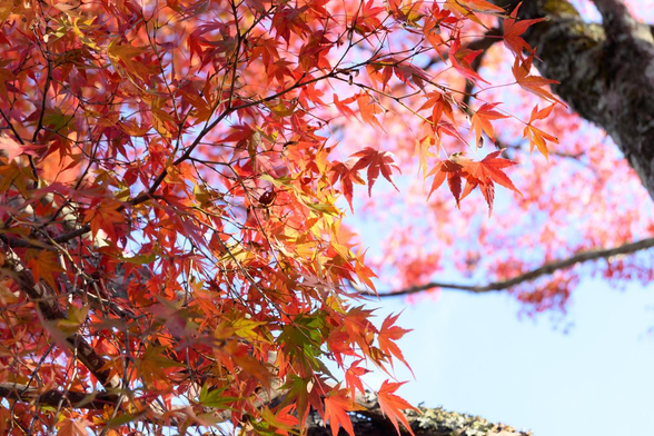 部分的に緑が残っているが、赤く紅葉したイロハモミジの葉が逆光で輝いて見える。/ 2025.11.24 東福寺・日下門付近から