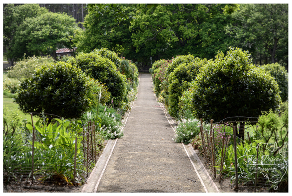 A symmetrical view of a long, straight gravel path leading into a tunnel of lush green foliage.  The path is lined on both sides by perfectly rounded, large evergreen shrubs and a lower border of wildflowers and smaller plants contained by low wire fencing.  The natural light highlights the rich greenery, creating a peaceful, classic garden scene.