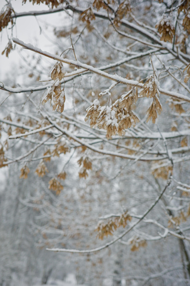 The photo shows the branches of a tree with golden-brown seeds, which are covered with frost. Frost, like a delicate white blanket, envelops every twig, creating a magical winter atmosphere. The background is blurry, but you can see that a snow-covered landscape stretches beyond the trees, enhancing the feeling of a winter fairy tale. The light penetrating through the branches gives the scene a softness and mystery.